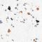 LOTOSAN TERRAZZO COLORS matná 60X60 dlažba RETT (5)